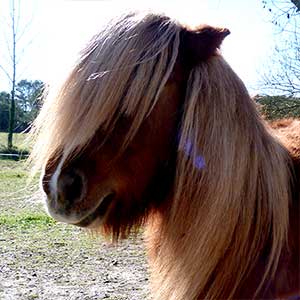 Poney Club Les Galopins de Teyran - Hérault 34
