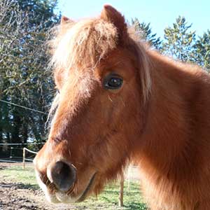 Poney Club Les Galopins de Teyran - Hérault 34