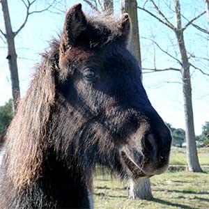 Poney Club Les Galopins de Teyran - Hérault 34
