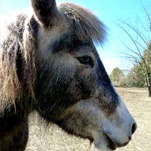 Poney Club Les Galopins de Teyran - Hérault 34