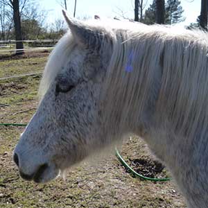 Poney Club Les Galopins de Teyran - Hérault 34