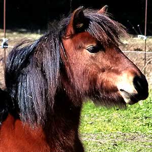 Poney Club Les Galopins de Teyran - Hérault 34