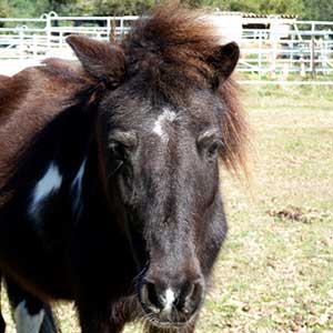 Poney Club Les Galopins de Teyran - Hérault 34