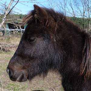 Poney Club Les Galopins de Teyran - Hérault 34